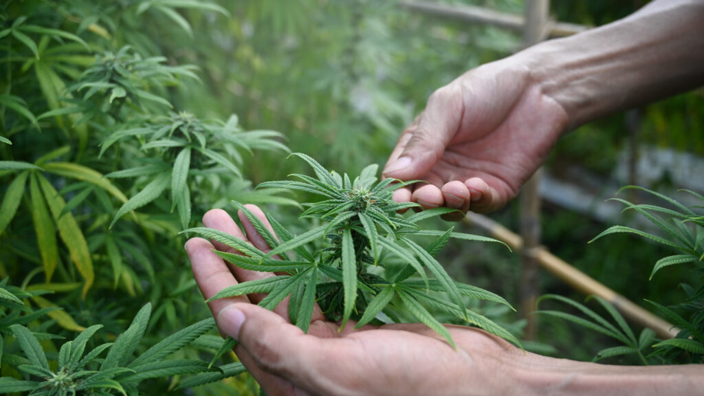 Psychoactive
‘hemp’ is harming our youth — Congress must act