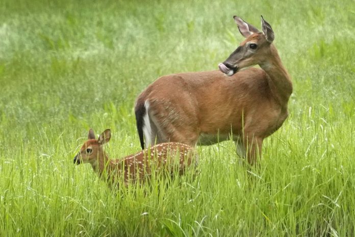 Bureaucratic red tape
is forcing a baby deer to be euthanized
